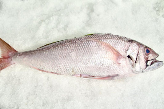 JOBFISH (JAUN) FILLET