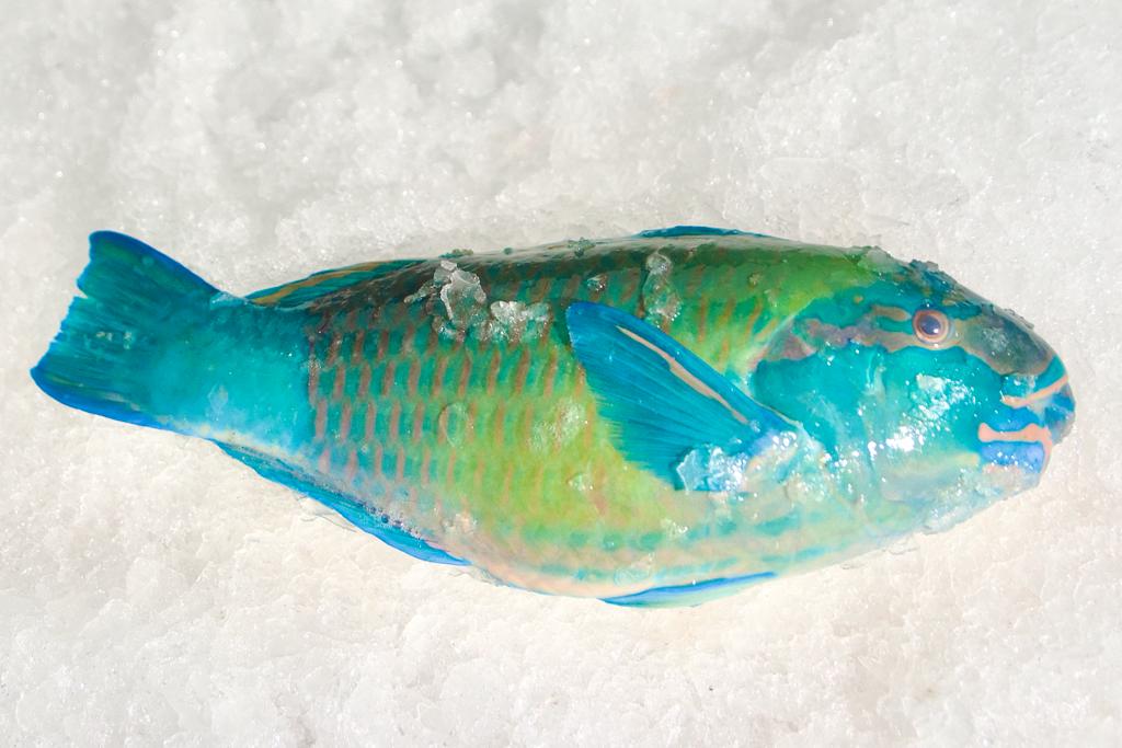 KAKATWA WHOLE (Parrot Fish)