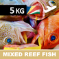 MIXED REEF FISH BOX (Pre-Made)