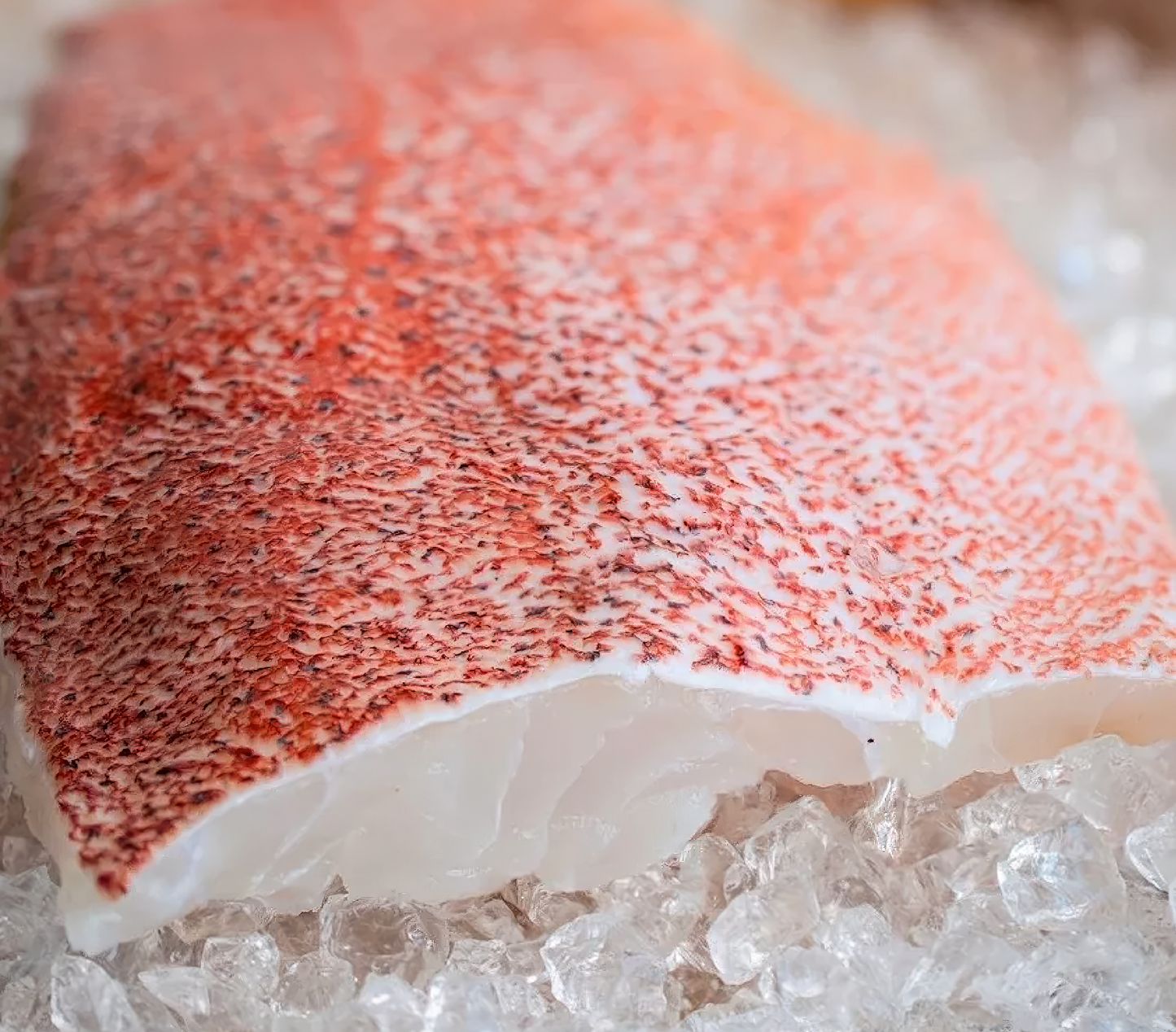 RED SNAPPER FILLET