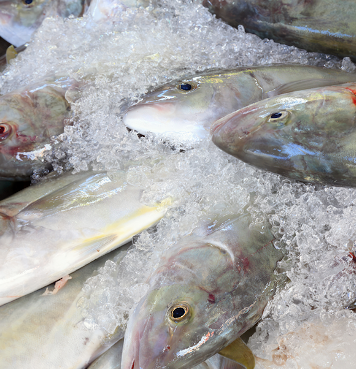 KARANG FILLET (Jack Fish)