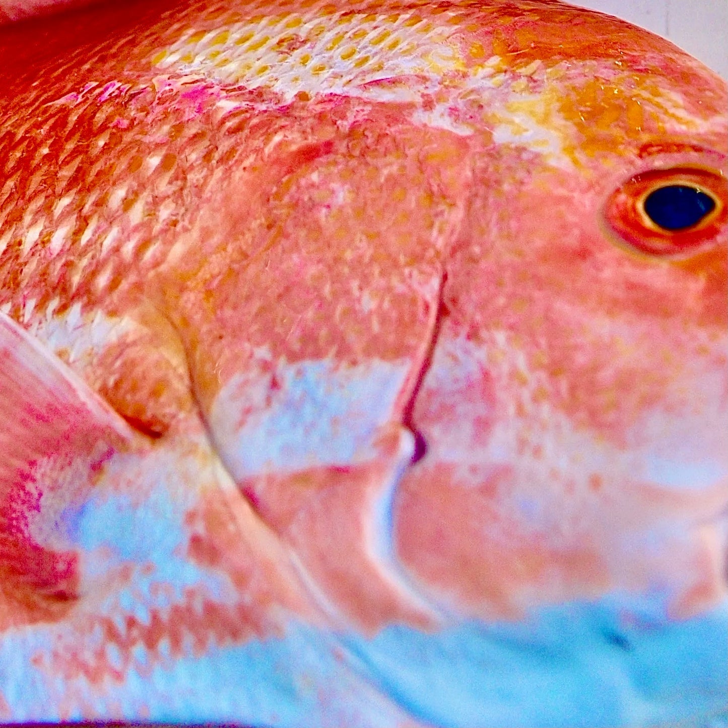 LATET BOUZWA (Cubed Red Snapper Head)